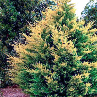 Chiparos Gold Rider imagine 7