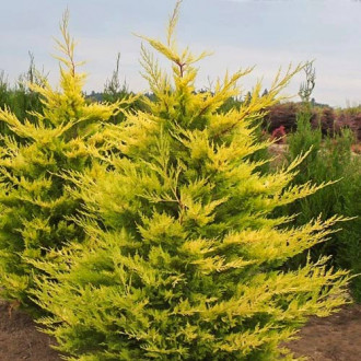 Chiparos leyland Robin's Gold imagine 1