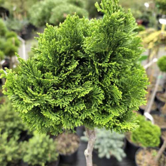 Chiparos Nana Gracilis, C4 imagine 12