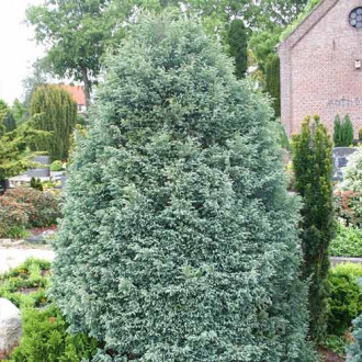 Chiparos pisifera Boulevard imagine 4