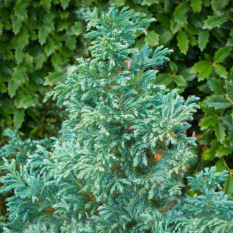 Chiparos pisifera White Beauty imagine 16