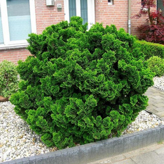 Chiparos japonez imagine 3