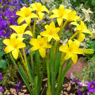 Chlidanthus Fragans imagine 1