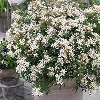 Choisya ternata White Dazzler imagine 2