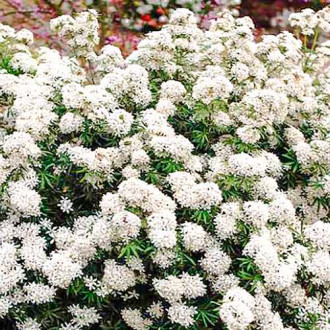 Choisya White Dazzler изображение 1