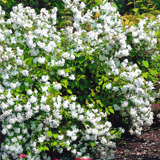 Jaśminowiec Bouquet Blanc interface.image 5