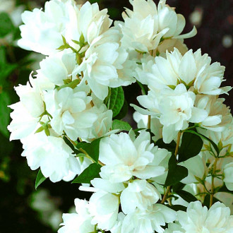 Jaśminowiec Snowbelle interface.image 2