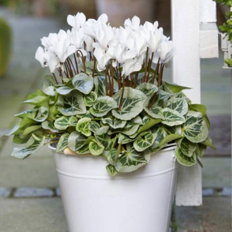 Ciclamă Dama F1, albă imagine 3