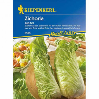 Cicoare albă (radicchio) Jupiter imagine 18