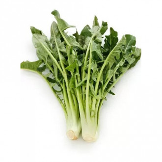 Cicoare furajeră Imero imagine 12