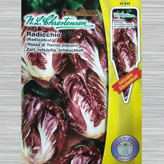Cicoare roșie (radicchio) Rossa di Treviso Precoce imagine 10