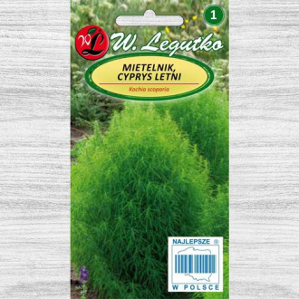 Cipru de grădină Legutko imagine 1