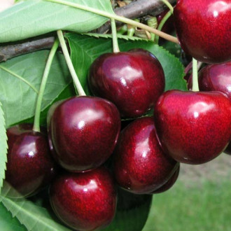 Cireș Carmen imagine 16