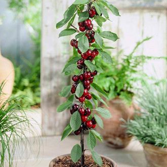 Cireș columnar Black imagine 11