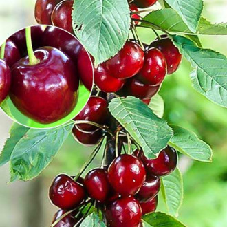 Cireș columnar Helene imagine 13