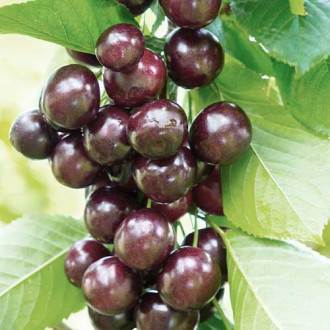 Cireș (columnar) Narana imagine 11