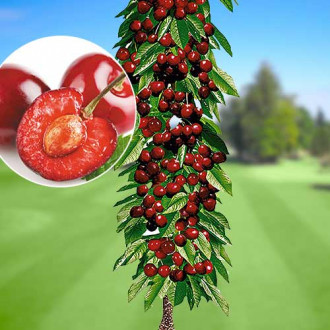 Cireș columnar Queen Marry, С2 imagine 2