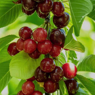 Cireș (columnar) Sabrina imagine 14