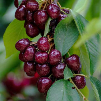 Cireș (columnar) Samba imagine 15