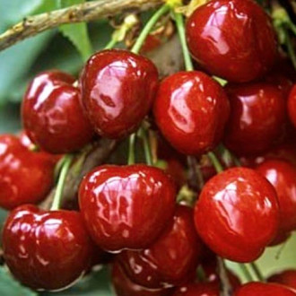 Cireș gigant negru imagine 12