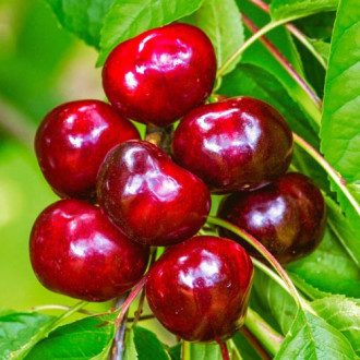 Cireș Germesdorfer imagine 7