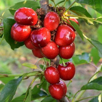 Cireș Her Tora imagine 2