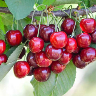 Cireș Her Torra imagine 14