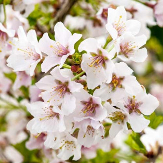 Cireș japonez (Prunus) Kojo-no-mai imagine 8