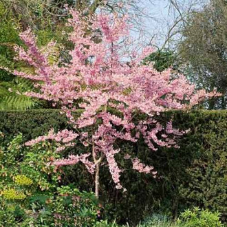 Cireș japonez (Prunus) Oshidori imagine 2