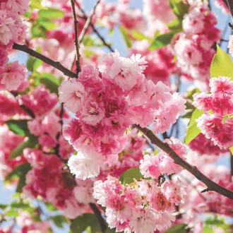 Cireș japonez Pink Perfection imagine 4