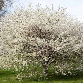 Cireș japonez (Prunus) Yamadei imagine 6