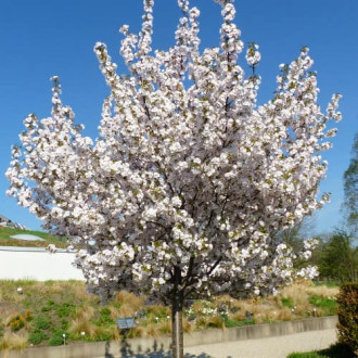 Cireș japonez Sunset Boulevard imagine 9