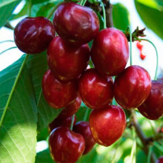 Cireș Linda imagine 1