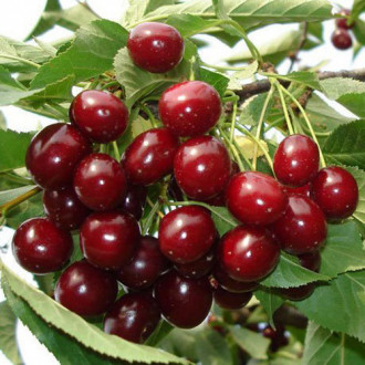 Vișin Lutowka imagine 9