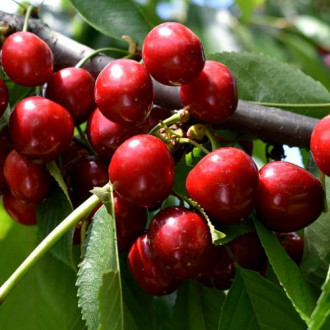 Cireș Lydia, С2 imagine 6