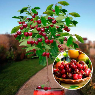 Mini-Cireș Garden Bing imagine 3