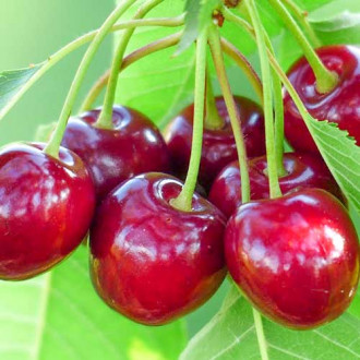 Cireș Samba, С2 imagine 7