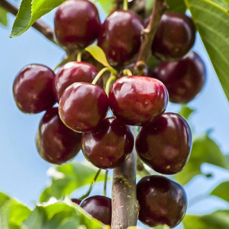 Cireș Summit imagine 14