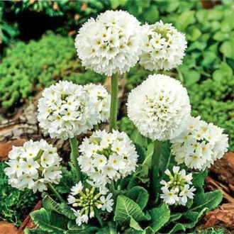 Ciuboțica cucului (Primula) denticulata Alba imagine 12