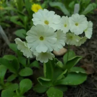 Ciuboțica cucului (Primula) juliana Sneeuwwitje imagine 4