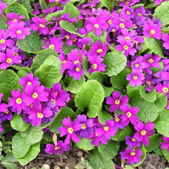 Ciuboțica cucului (Primula) juliana Wanda imagine 2