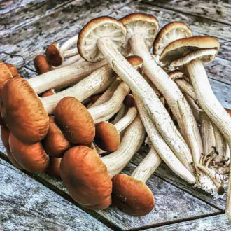 Ciuperca de plop imagine 7