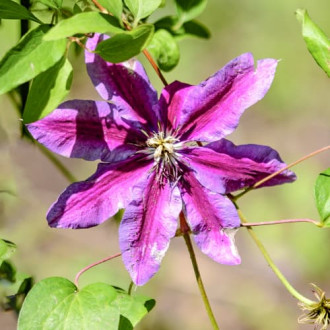 Clematis Akaishi, С2 imagine 5