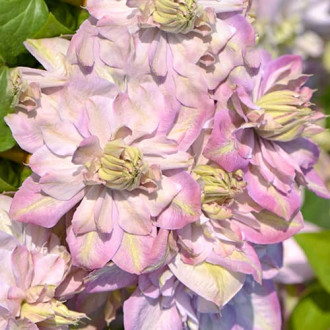 Clematis Anna's Choice, С2 изображение 18