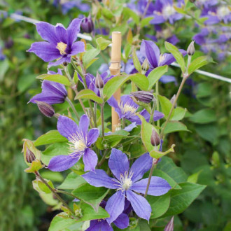 Clematis Arabella imagine 3