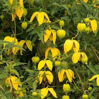 Clematis Bill Mc Kenzie imagine 11