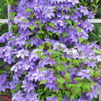 Clematis Blue Angel, P9 imagine 3