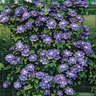 Clematis Blue Explosion imagine 3