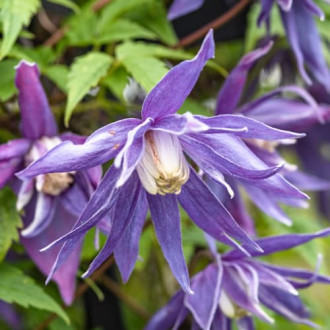 Clematis Blue Surprise, С2 imagine 8