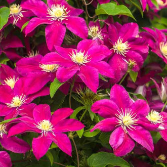 Clematis Burgundy imagine 6